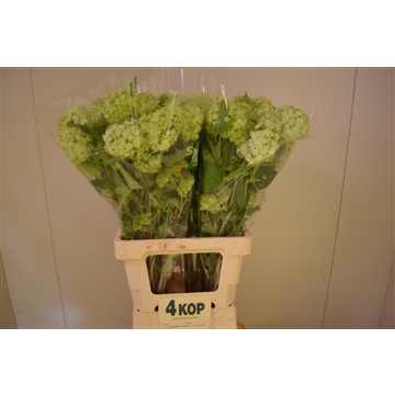 Viburnum 70 4 kop A2