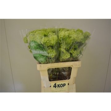 Viburnum 4 kop 60 A2