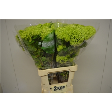 Viburnum opulus Roseum