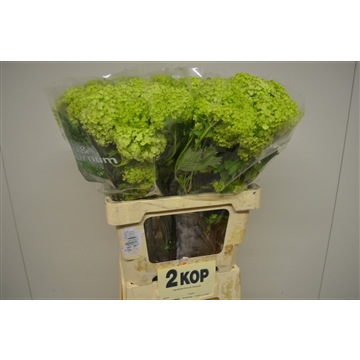 Viburnum opulus Roseum