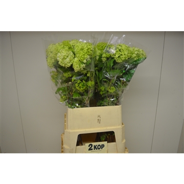 Viburnum opulus Roseum