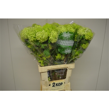 Viburnum opulus Roseum