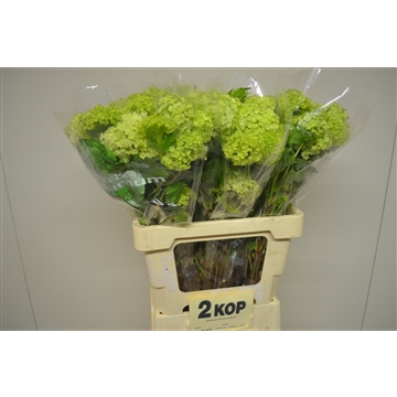 Viburnum opulus Roseum