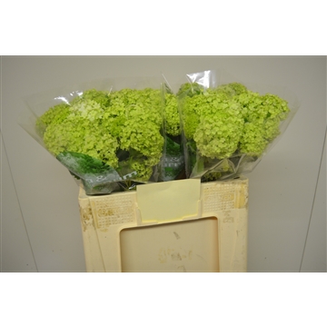 Viburnum opulus roseum