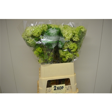 Viburnum opulus Roseum