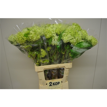 Viburnum opulus Roseum