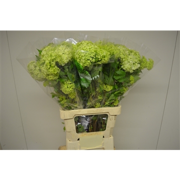 Viburnum opulus Roseum