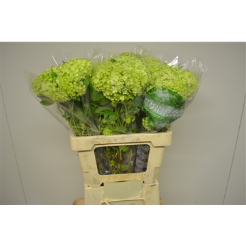 Viburnum opulus Roseum