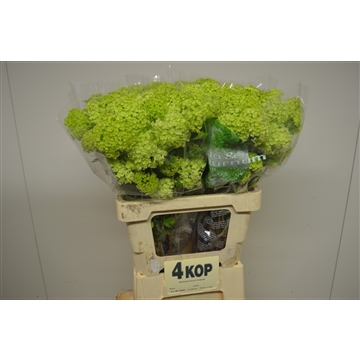 Viburnum opulus Roseum