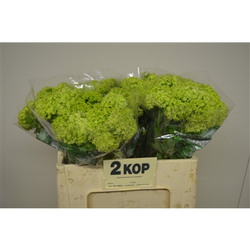 Viburnum opulus Roseum