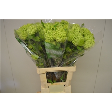 Viburnum opulus Roseum