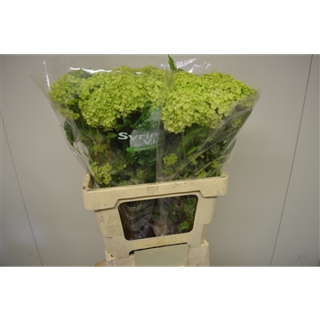 Viburnum opulus Roseum