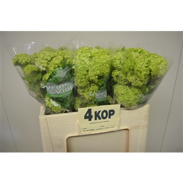 Viburnum opulus Roseum
