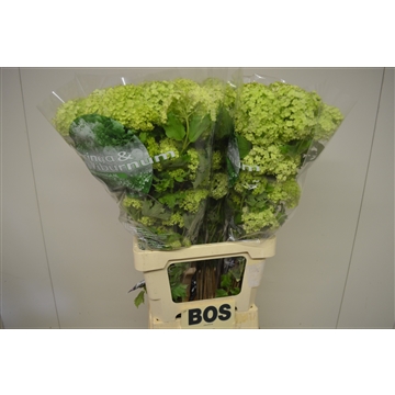 Viburnum opulus Roseum