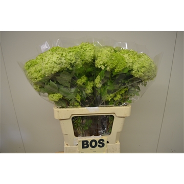 Viburnum opulus Roseum
