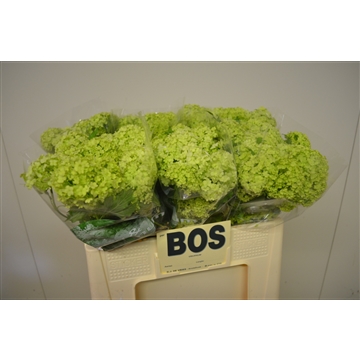 Viburnum opulus Roseum