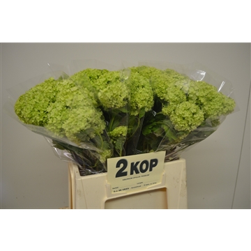 Viburnum opulus Roseum