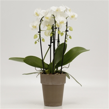 Phalaenopsis Elegant Cascade Triboga wit in 13cm grijs gemeleerde pot