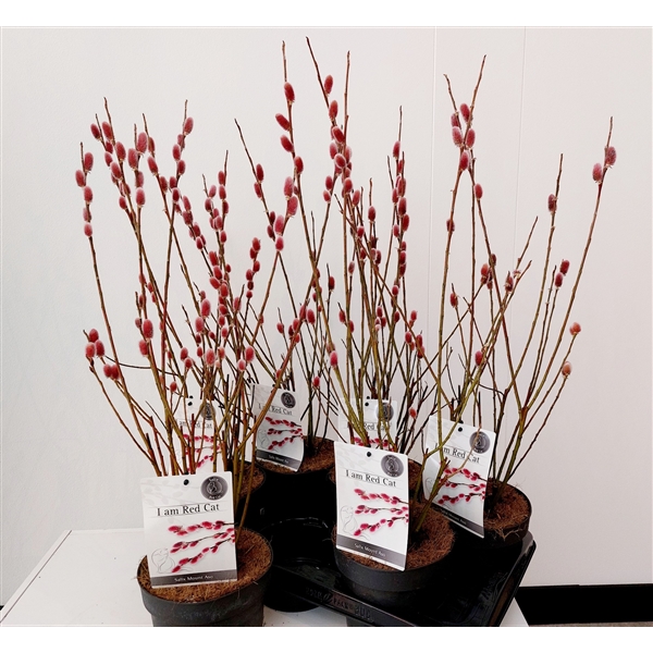 Salix Mount Aso bush p17 (ASOBUSH) - FloraXchange