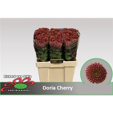 Chr San Doria Cherry