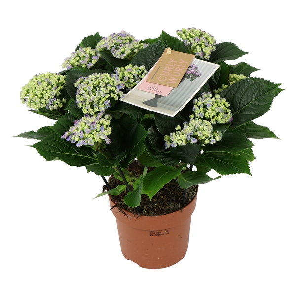 Hydrangea Curly Wurly Blue 7/8 flowers (CWBL7) FloraXchange