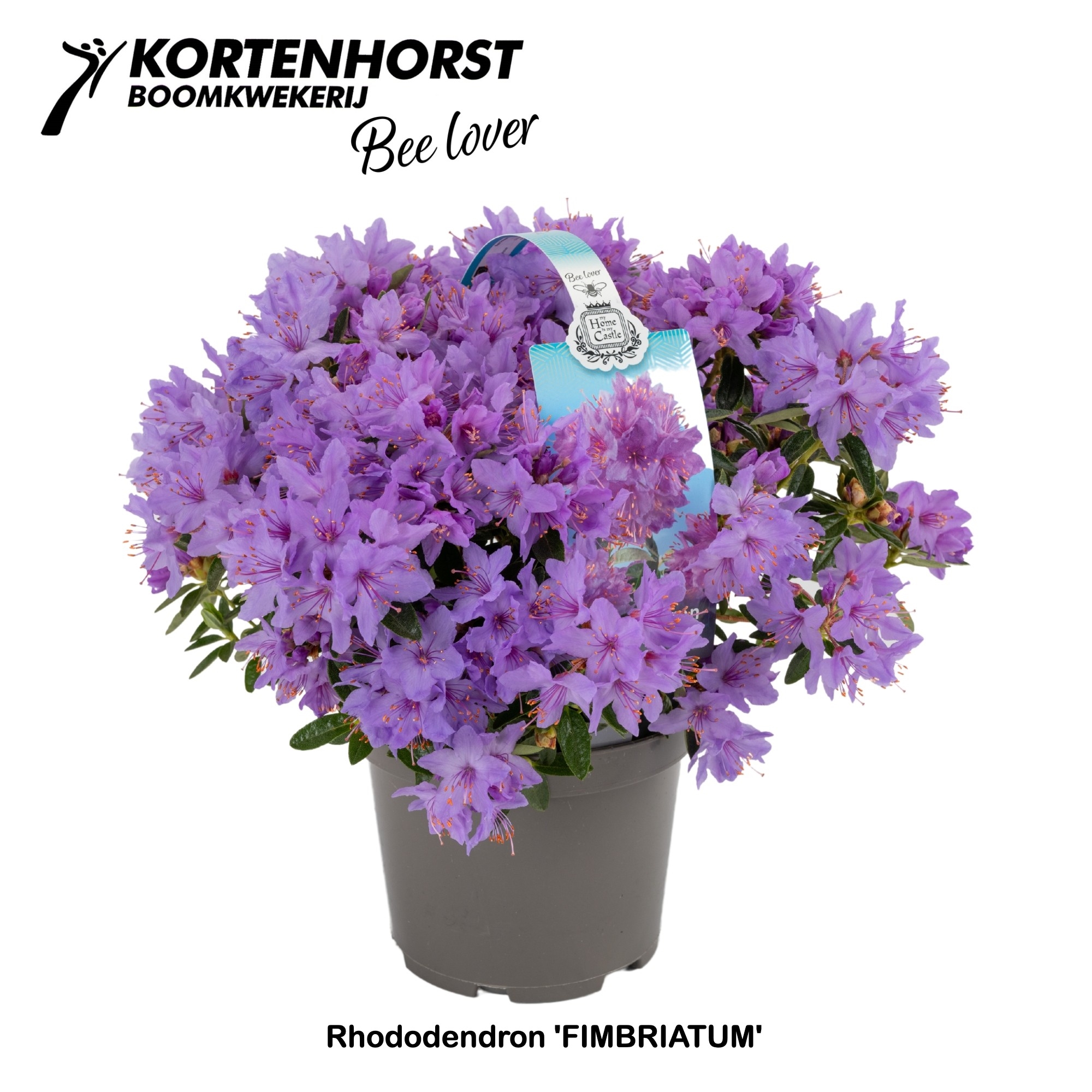 Rhododendron Fimbriatum (022) FloraXchange