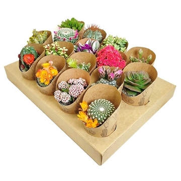 MIX CACTUS AND SUCCULENT IN CARDBOARD TRAY WITH POT COVER &#216; 6,5 ECO-SUSTAINABLE 16 PCS