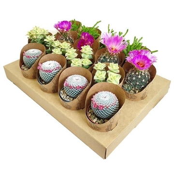MIX CACTUS AND SUCCULENT IN A ROW - IN CARDBOARD TRAY WITH POT COVER &#216; 6,5 ECO-SUSTAINABLE 16 PCS