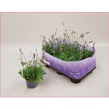 Elvira Blue  Lavendula 10,5CM