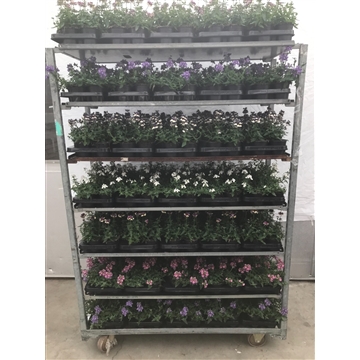 nemesia gem