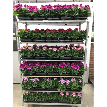 pelargonium grandiflorum
