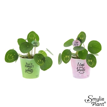 Smylieplant “Happy mix “ in plastic pot + potcover