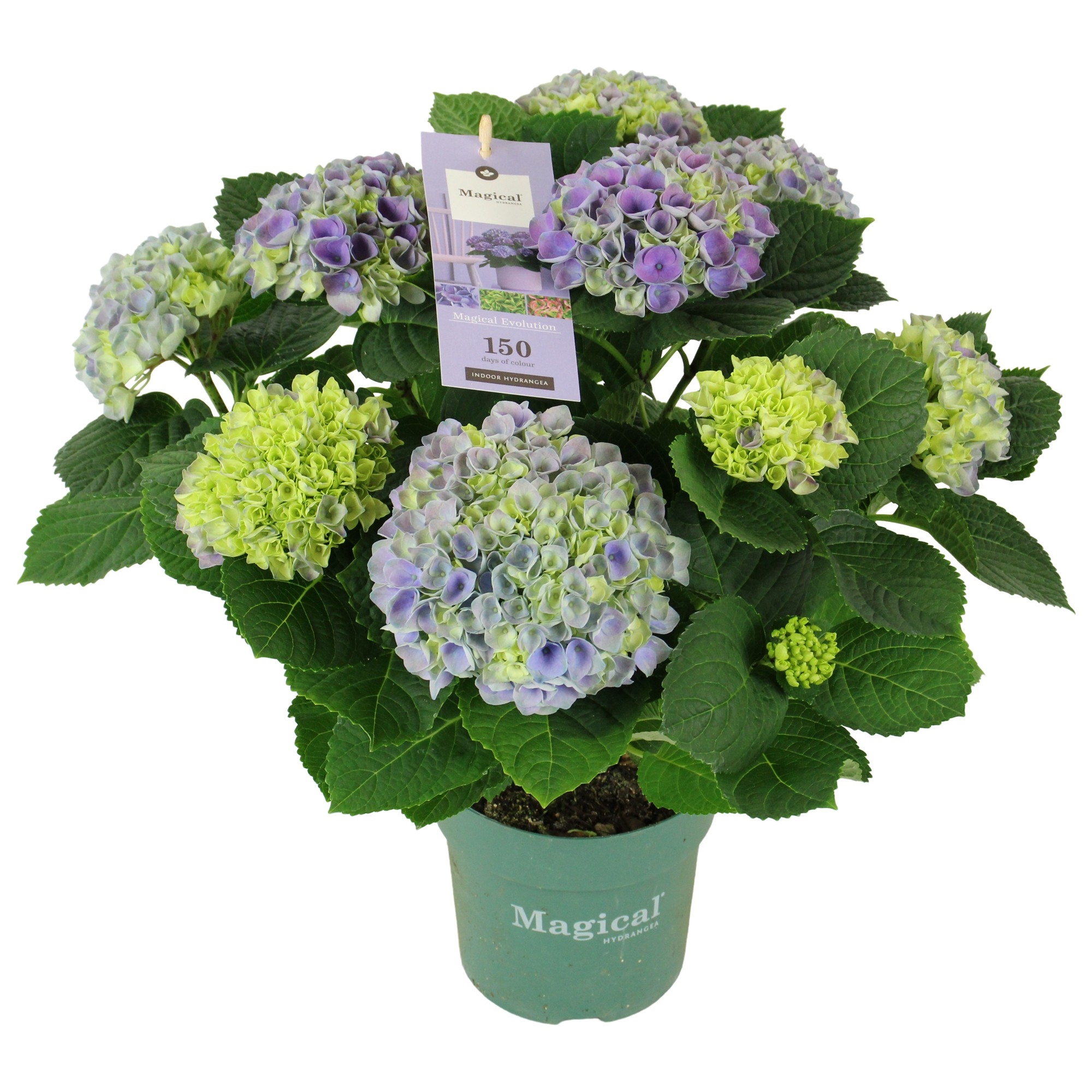 Hydrangea Magical Evolution ® blue 9/10 flowers (EVOBL9) - FloraXchange