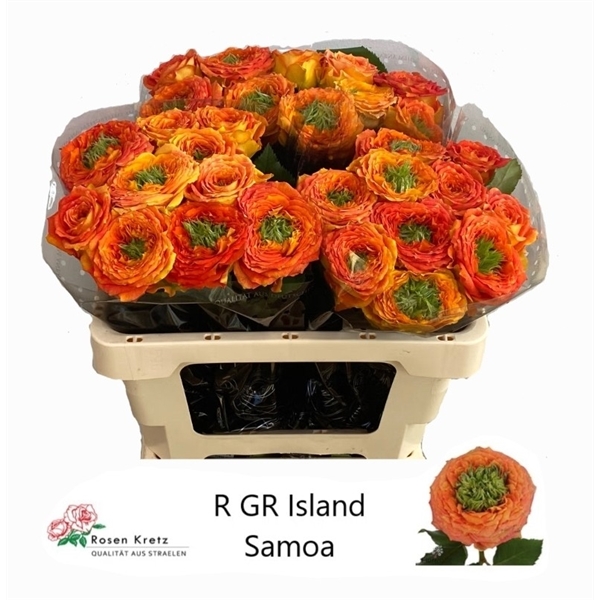 Samoa oranje hotsell