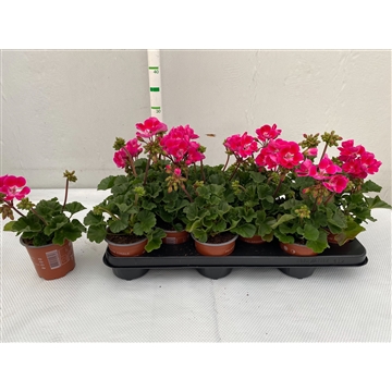 texmexhotpink