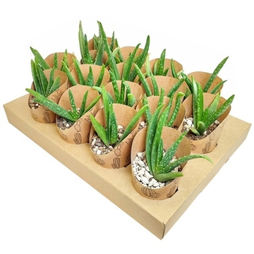 ALOE VERA &#216; 6,5 WITH ECO-SUSTAINABLE POT COVER - IN CARDBOARD TRAY 16 PCS
