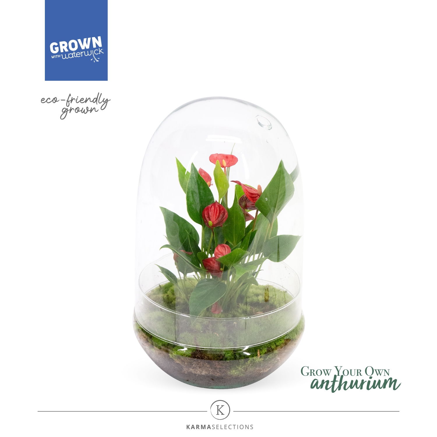 Anthurium Karma Million Flowers Terrarium Nature (2PC30TER07MIL