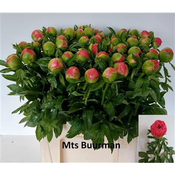 Coral Sunset 45 stuks