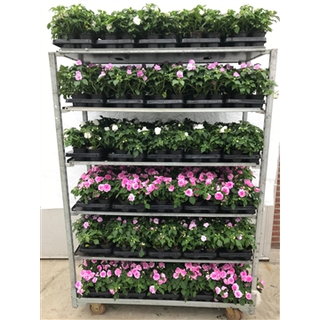 impatiens