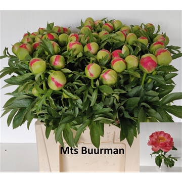 Coral Sunset 50 stuks