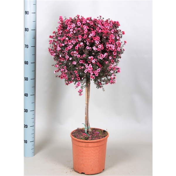 elleboog Verslijten Kalmte Leptospermum bol op stam (lep21stm) - FloraXchange