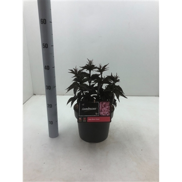Sambucus nigra &#39;Black Tower&#39; C5