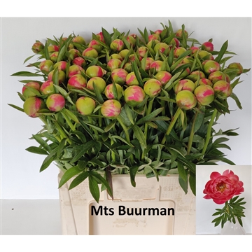 Coral Charm 70 stuks