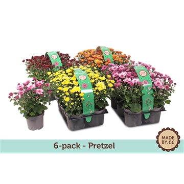 Chrysant Pretzel Diverse kleuren in 6pack