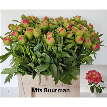 Coral Sunset 60 stuks