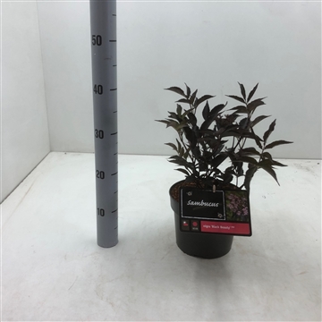 Sambucus nigra &#39;Black Beauty&#39; C3