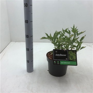 Sambucus nigra &#39;Golden Spark&#39; C3
