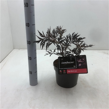 Sambucus nigra ‘Black Lace’ C3