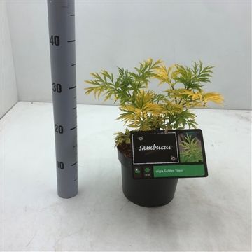 Sambucus nigra &#39;Golden Tower&#39; C3