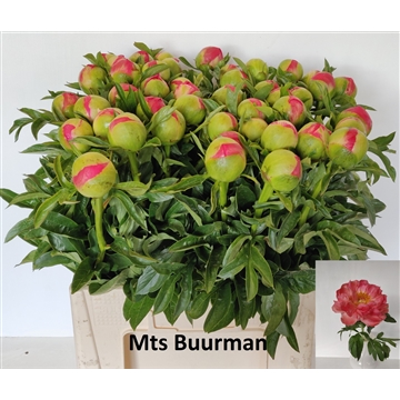 Coral Sunset 45 stuks
